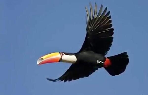 عکس طوطی توکان