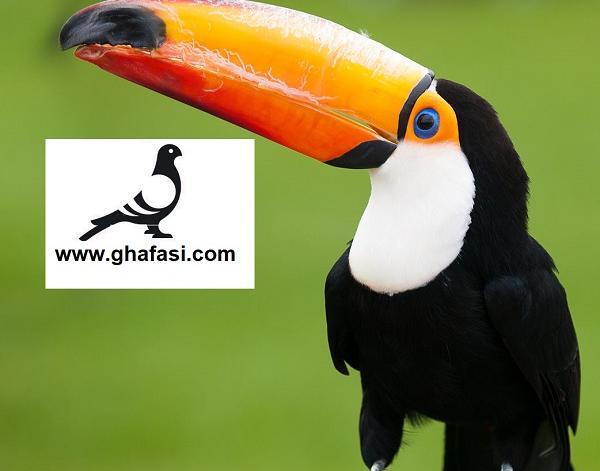 عکس طوطی توکان