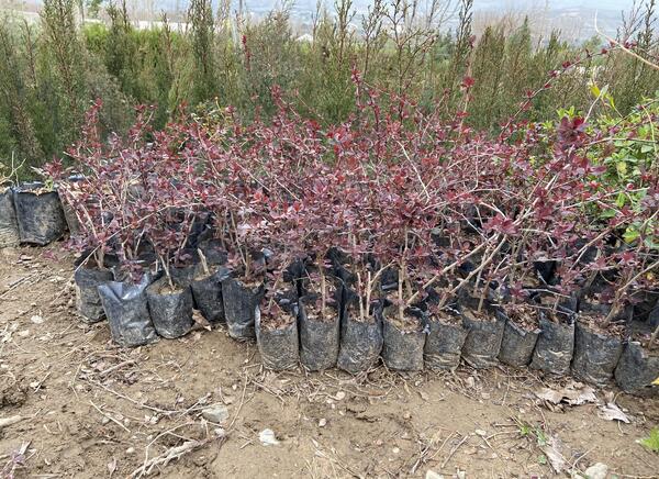عکس درخت زرشک زینتی