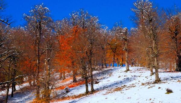 عکس پاییز تالش