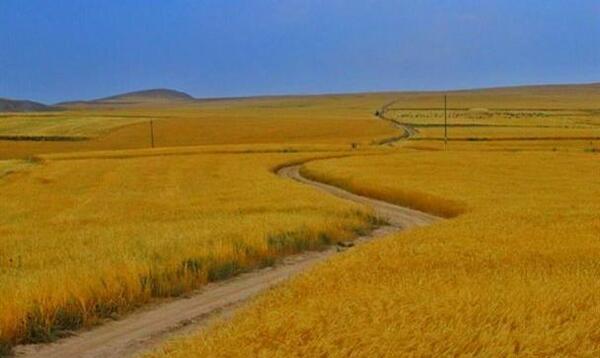 عکس گندم زار با کد ۲۲۲