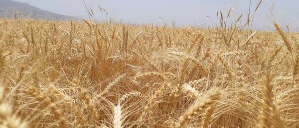 عکس گندم زار با کد ۲۲۲