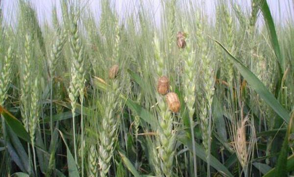 عکس گندم زار با کد ۲۲۲