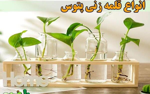 عکس خاک گل پتوس