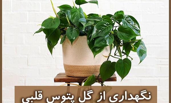 عکس خاک گل پتوس