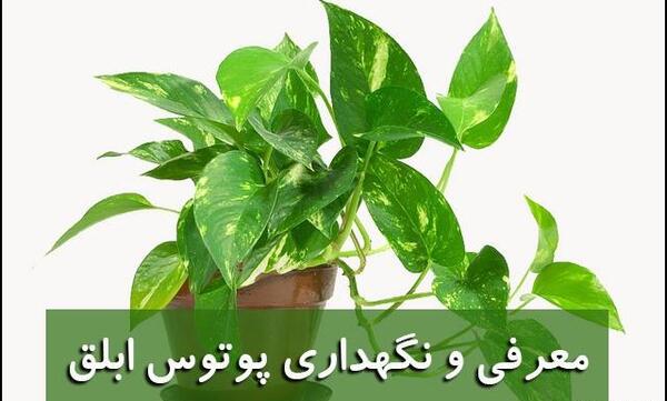 عکس خاک گل پتوس