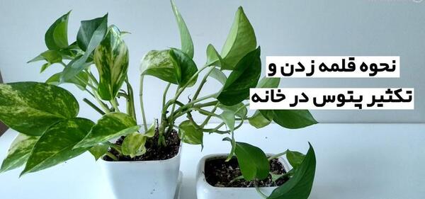 عکس خاک گل پتوس