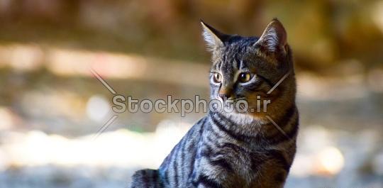 عکس گربه طرح