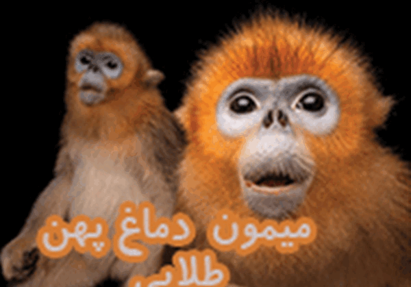 عکس میمون های دماغ سر بالا