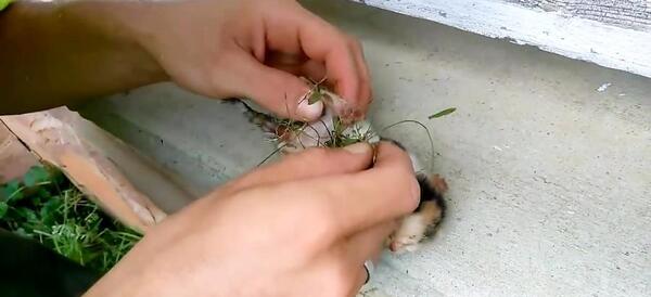 عکس گربه تازه به دنیا اومده