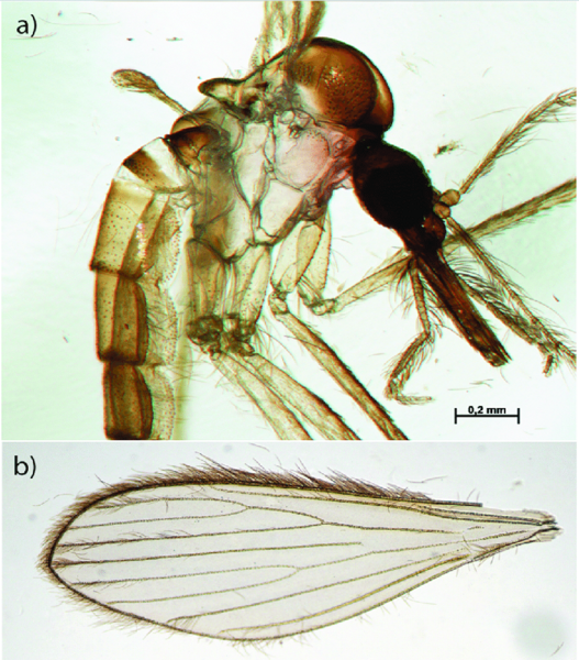 عکس پشه ی خاکی