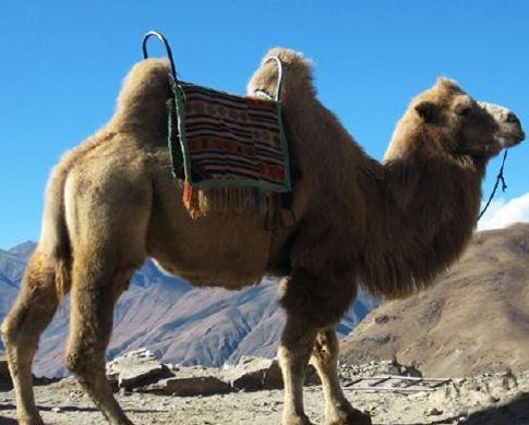 عکس شتر های ایران