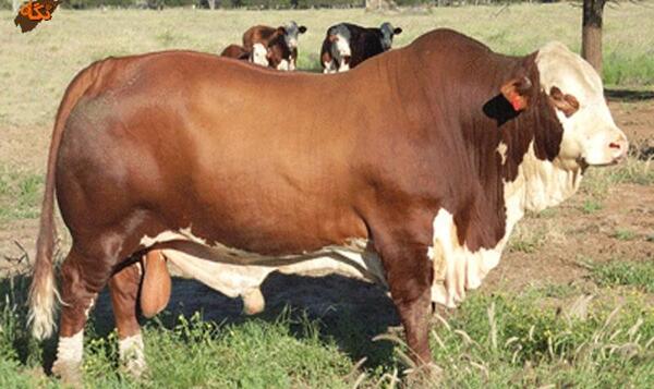عکس گاو سیستانی