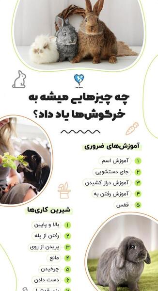 عکس خرگوش آموزش