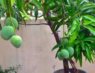 عکس کاشت هسته انبه