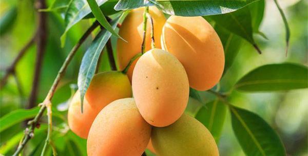 عکس کاشت هسته انبه