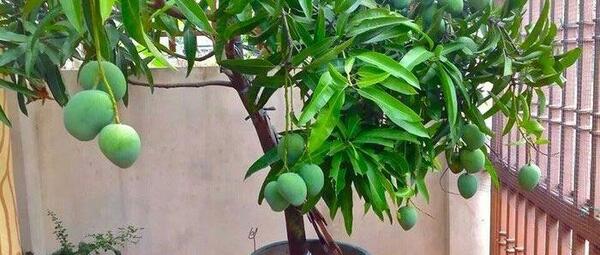 عکس کاشت هسته انبه