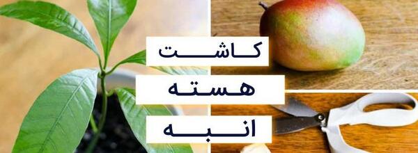عکس کاشت هسته انبه