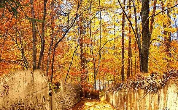 عکس پاییز کوچه باغ