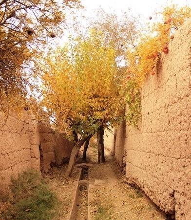 عکس پاییز کوچه باغ