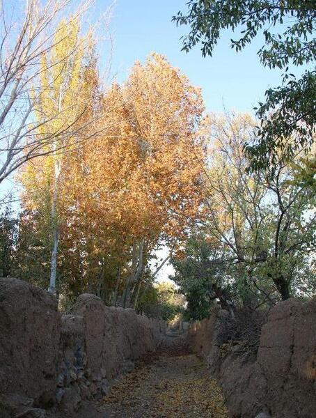 عکس پاییز کوچه باغ