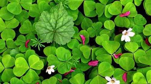 عکس عرق یونجه اصل