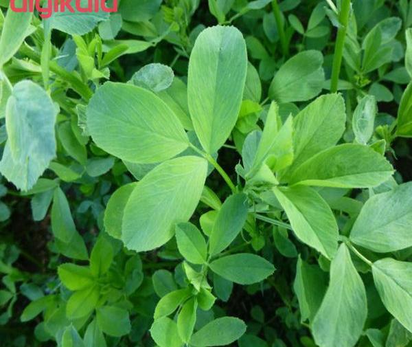 عکس عرق یونجه اصل