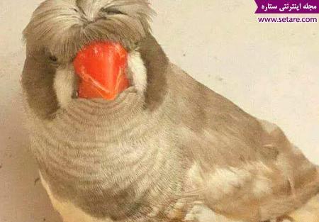 عکس بچه فنچ
