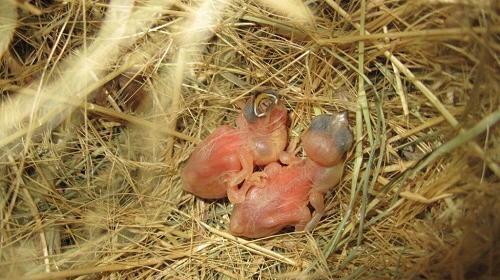عکس بچه فنچ