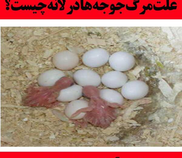 عکس بچه فنچ