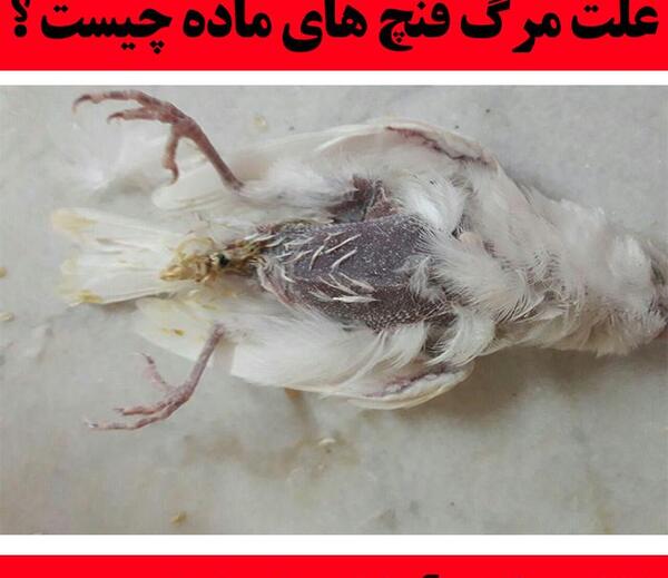عکس بچه فنچ