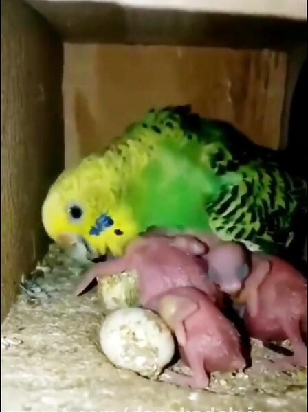 عکس بچه فنچ