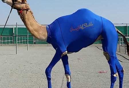 عکس خنده شتر