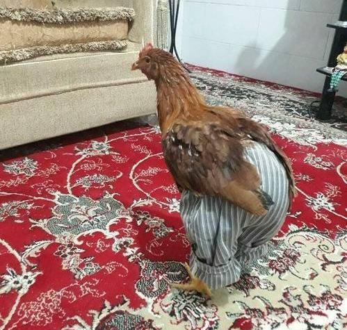 عکس خنده شتر