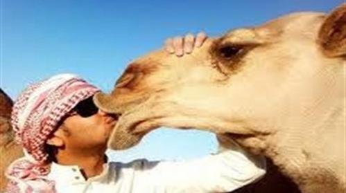 عکس خنده شتر