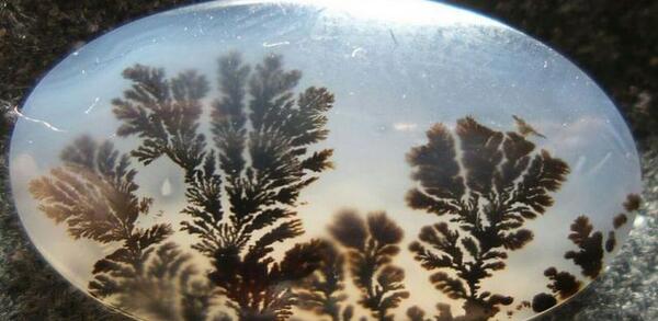 عکس سنگ شجر