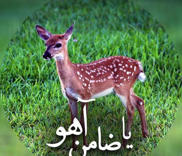عکس آهو آهو