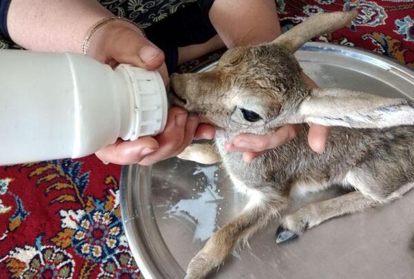 عکس آهو آهو