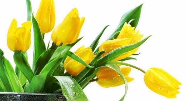 عکس گلهای دیدنی و زیبا