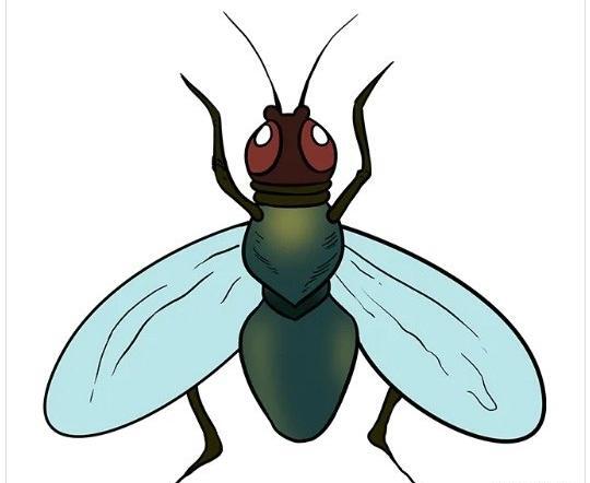 عکس پشه فانتزی