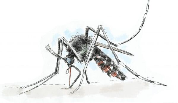 عکس پشه فانتزی