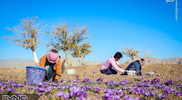 عکس طلای قرمز