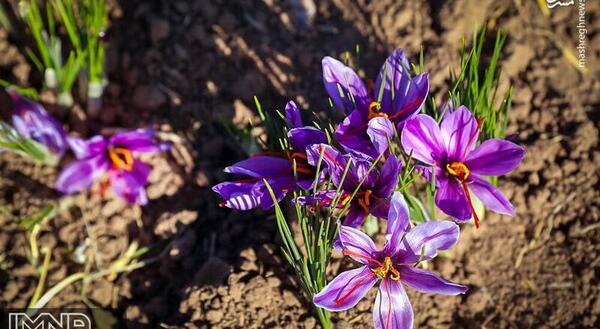 عکس طلای قرمز