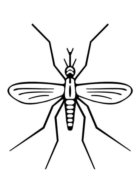 عکس پشه نقاشی