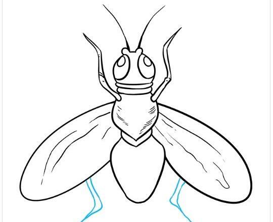 عکس پشه نقاشی