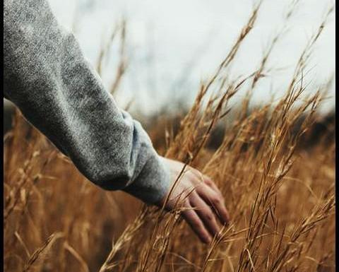 عکس پروفایل دختری در گندم زار