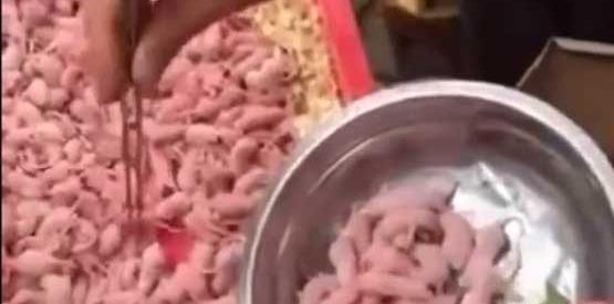 عکس نوزاد موش