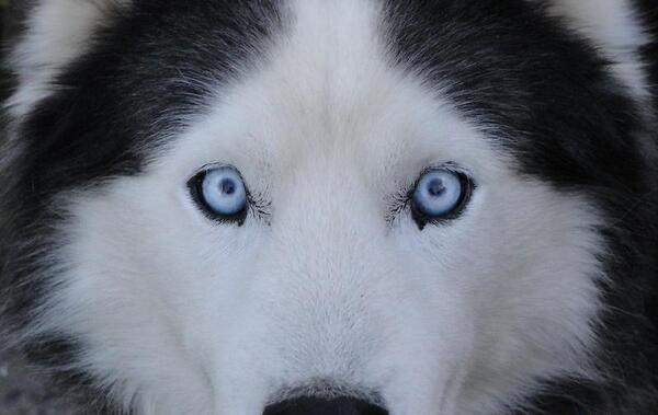 عکس سگ هاسکی سفید چشم ابی