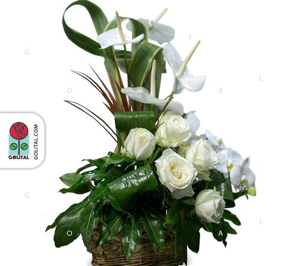 عکس گل آیلین