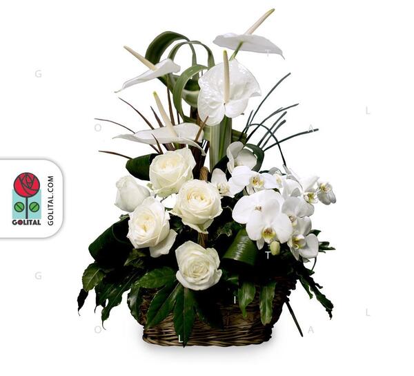 عکس گل آیلین